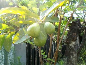 Lire la suite à propos de l’article Fructification des goyaves : quand ma goyave portera-t-elle des fruits