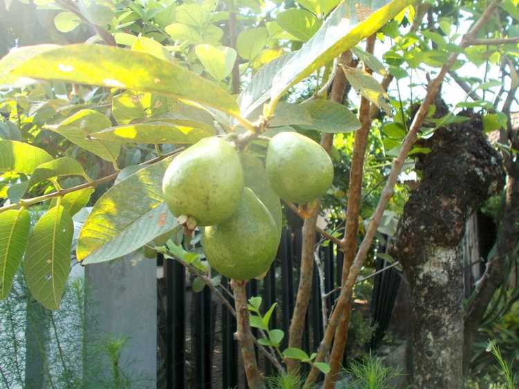 You are currently viewing Fructification des goyaves : quand ma goyave portera-t-elle des fruits