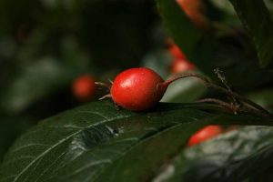 Lire la suite à propos de l’article Quand cueillir les Mayhaws : Conseils pour récolter les fruits de Mayhaw