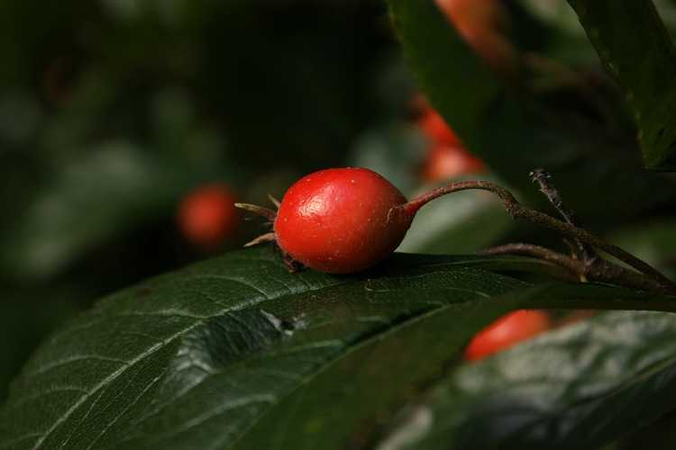 You are currently viewing Quand cueillir les Mayhaws : Conseils pour récolter les fruits de Mayhaw