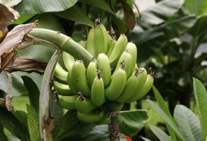 Lire la suite à propos de l’article Entretien des plantes plantain – Comment faire pousser des plantains