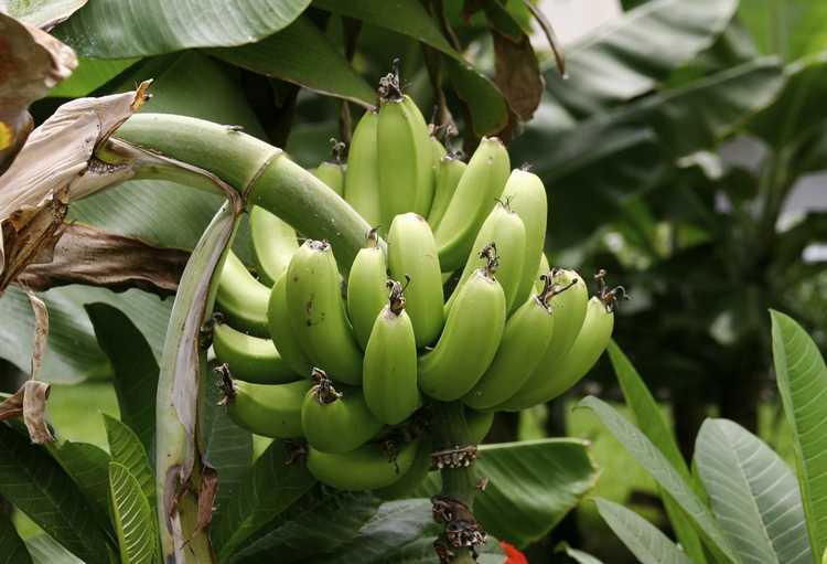 You are currently viewing Entretien des plantes plantain – Comment faire pousser des plantains