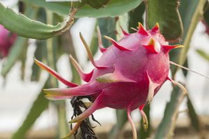 Lire la suite à propos de l’article Informations Pitahaya : Apprenez à cultiver du fruit du dragon