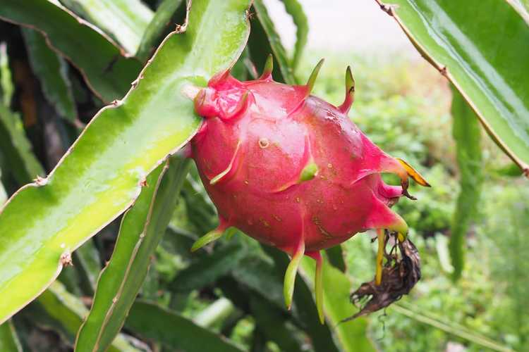 You are currently viewing Comment obtenir des fruits du dragon : raisons pour lesquelles il n'y a pas de fruits sur les plantes de cactus Pitaya