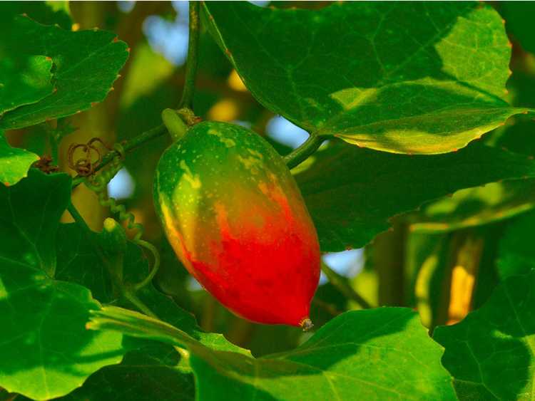 Lire la suite à propos de l’article Informations sur la plante Ivy Gourd – Pouvez-vous cultiver une vigne de lierre écarlate