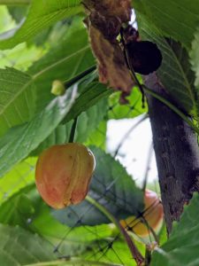 Lire la suite à propos de l’article Fruits fendus dans les cerises : découvrez pourquoi les cerises sont ouvertes