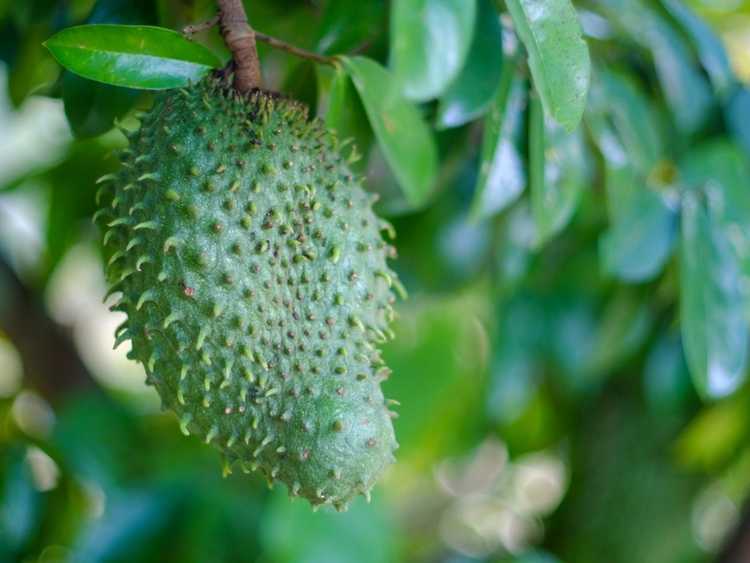 You are currently viewing Entretien des corossoliers : culture et récolte des fruits du corossol