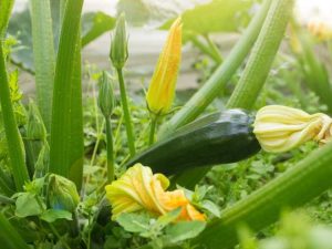 Lire la suite à propos de l’article Fruits De Courge Tombant De La Plante