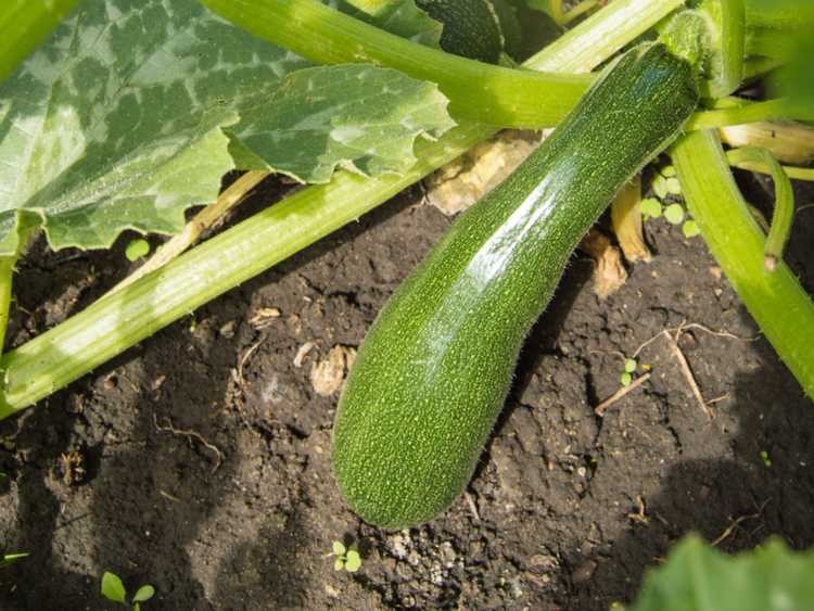 Lire la suite à propos de l’article Les fruits des courgettes tombent de la plante avant d'avoir atteint leur pleine croissance