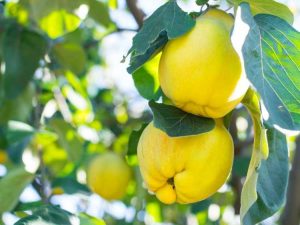 Lire la suite à propos de l’article Meilleures plantes pour la récolte des fruits à la fin de l'été et à l'automne