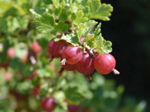 Lire la suite à propos de l’article Au secours, mon fruit de groseille a des asticots : contrôle de la mouche des groseilles