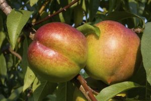 Lire la suite à propos de l’article Saison de récolte des nectarines : conseils pour la cueillette des nectarines