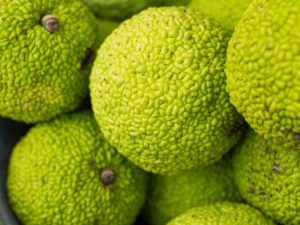 Lire la suite à propos de l’article Qu'est-ce que l'orange Osage – Informations sur les orangers Osage