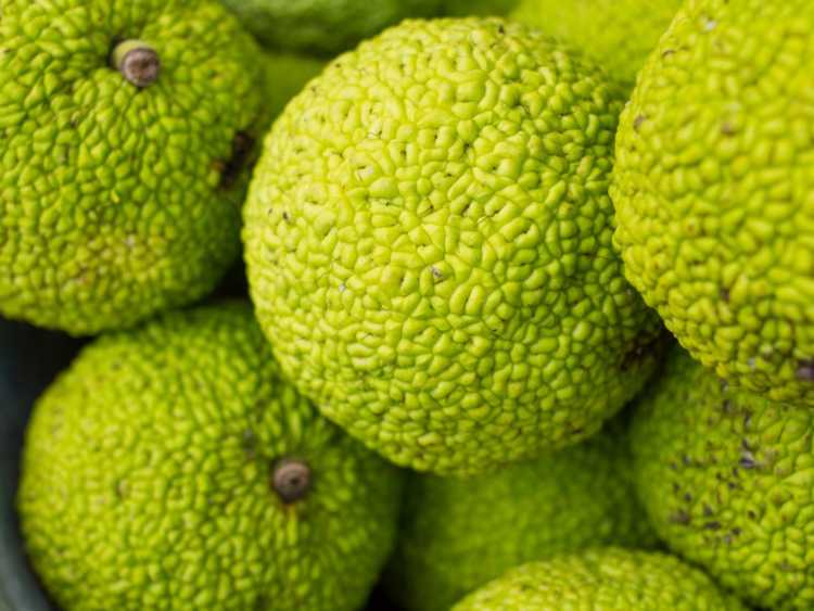 Lire la suite à propos de l’article Qu'est-ce que l'orange Osage – Informations sur les orangers Osage