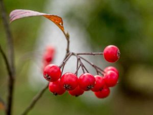 Lire la suite à propos de l’article Soins de l'aubépine de Washington – Apprenez à faire pousser des arbres d'aubépine de Washington