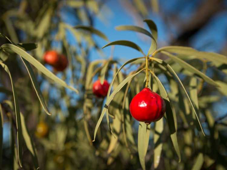 Lire la suite à propos de l’article Arbres fruitiers Quandong – Conseils pour cultiver des fruits Quandong dans les jardins