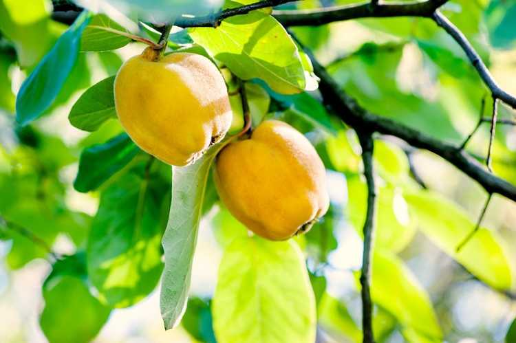 You are currently viewing Variétés de fruits de coing – Types d'arbres de coing pour le paysage