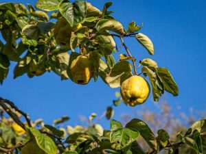 Lire la suite à propos de l’article Déplacer un coing : apprenez à transplanter un coing