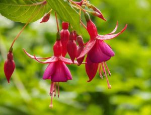 Lire la suite à propos de l’article Les fuchsias sont-ils comestibles : découvrez comment manger des baies et des fleurs fuchsia