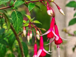 Lire la suite à propos de l’article Fuchsia Bud Drop : Raisons pour lesquelles le fuchsia laisse tomber les bourgeons