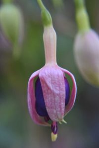 Lire la suite à propos de l’article Pourquoi le fuchsia flétrit-il – Conseils pour prendre soin des plantes fuchsia flétries