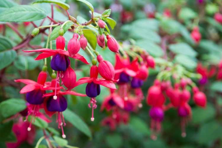 You are currently viewing Taille des plantes fuchsia – Apprenez comment et quand tailler les fuchsias