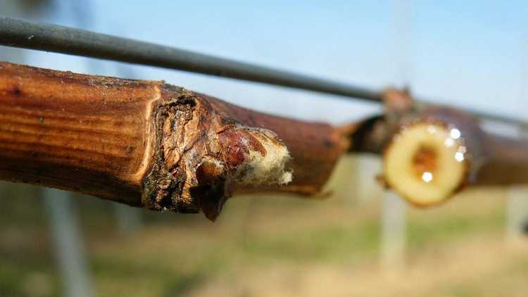 You are currently viewing Saignement de la vigne : raisons pour lesquelles l'eau coule de la vigne