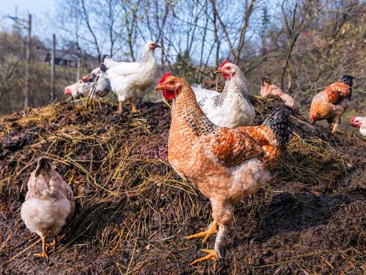 Lire la suite à propos de l’article Comment utiliser du fumier de poulet frais dans le jardin