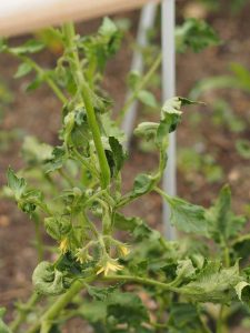 Lire la suite à propos de l’article Flétrissement fusarien de la tomate : comment contrôler la flétrissure fusarienne sur les plants de tomates