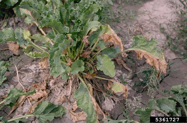 You are currently viewing Maladie de la flétrissure fusarienne : conseils pour contrôler la flétrissure fusarienne des plantes