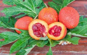 Lire la suite à propos de l’article Qu'est-ce qu'un melon Gac : comment faire pousser une plante de courge épineuse