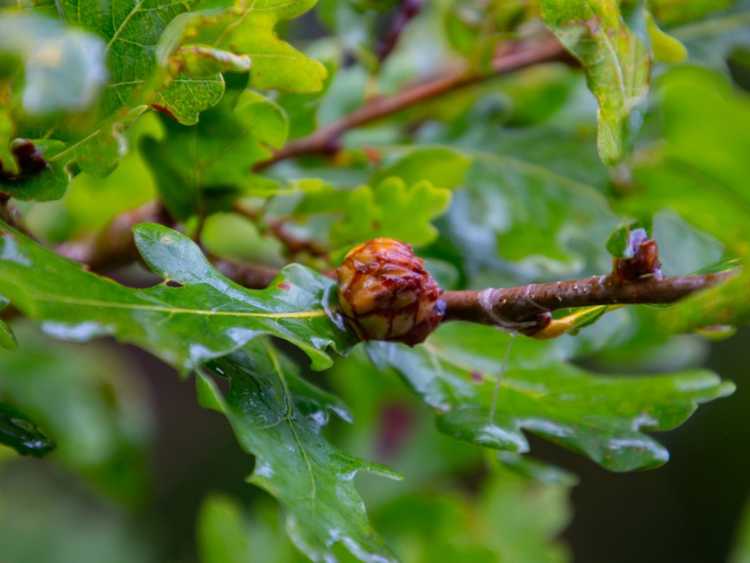 Lire la suite à propos de l’article Identification des galles des feuilles : découvrez comment prévenir et traiter les galles des feuilles sur les plantes