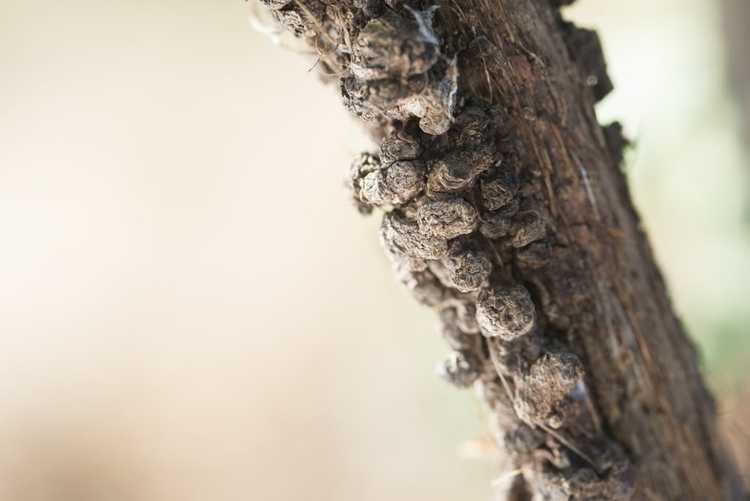 You are currently viewing Galle du collet sur la vigne : comment contrôler la galle du collet du raisin