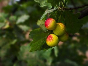 Lire la suite à propos de l’article Informations sur les galles de chêne et de pomme : Comment se débarrasser des galles de chêne