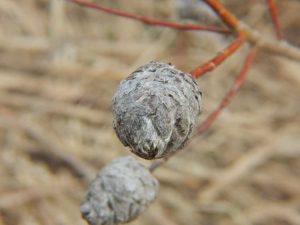 Lire la suite à propos de l’article Que sont les galles de saule : découvrez les galles des saules