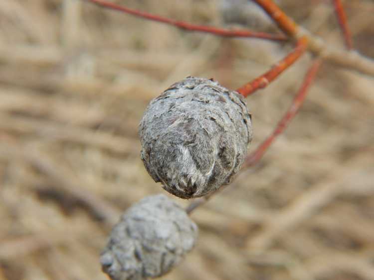 You are currently viewing Que sont les galles de saule : découvrez les galles des saules