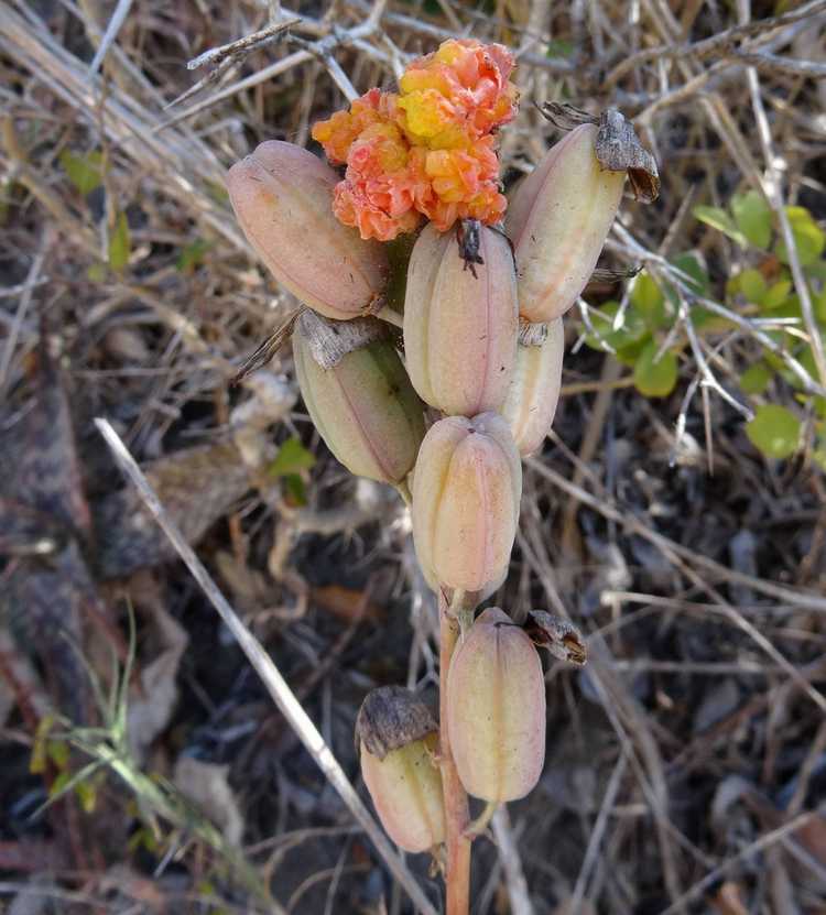 You are currently viewing Raisons des galles sur les plantes d'aloès – Qu'est-ce qui ne va pas avec ma plante d'aloès