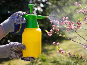Lire la suite à propos de l’article Spray au poivre pour arbres fruitiers bricolage – Comment utiliser des piments forts pour les arbres fruitiers