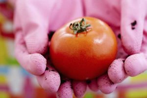 Lire la suite à propos de l’article Toxicité des plants de tomates – Les tomates peuvent-elles vous empoisonner