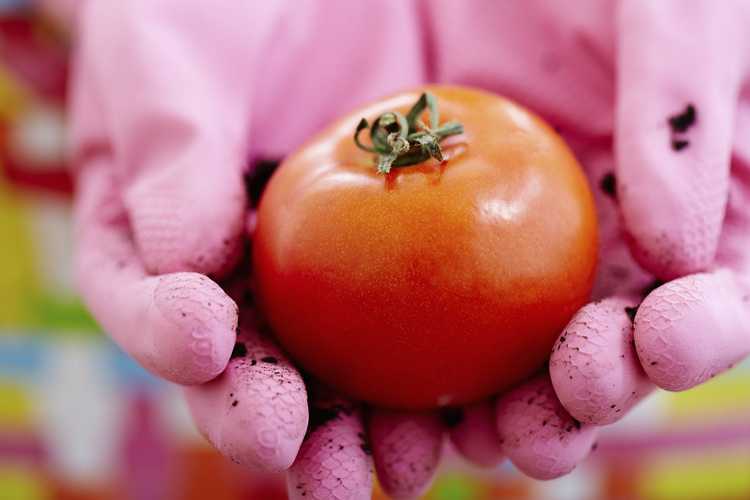 You are currently viewing Toxicité des plants de tomates – Les tomates peuvent-elles vous empoisonner