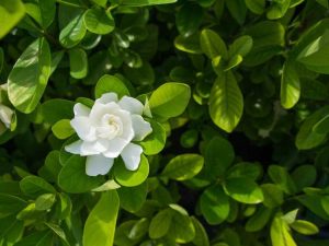 Lire la suite à propos de l’article Gardenias Everblooming: Cultiver un gardénia Everblooming greffé