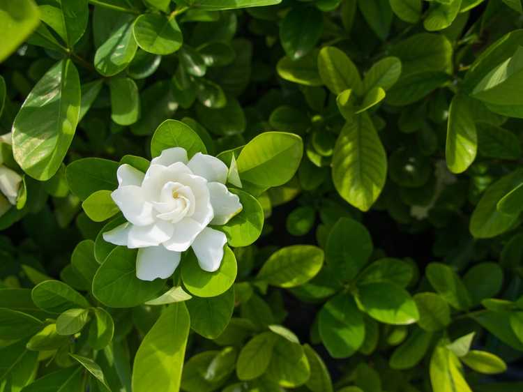 You are currently viewing Gardenias Everblooming: Cultiver un gardénia Everblooming greffé