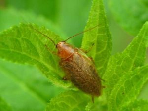 Lire la suite à propos de l’article Contrôle des cafards dans le jardin – Apprenez à tuer les cafards dans votre jardin