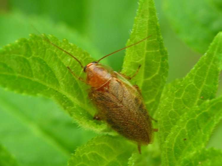 You are currently viewing Contrôle des cafards dans le jardin – Apprenez à tuer les cafards dans votre jardin