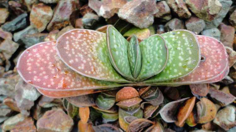 You are currently viewing Informations sur Gasteria : Conseils pour cultiver des plantes succulentes Gasteria