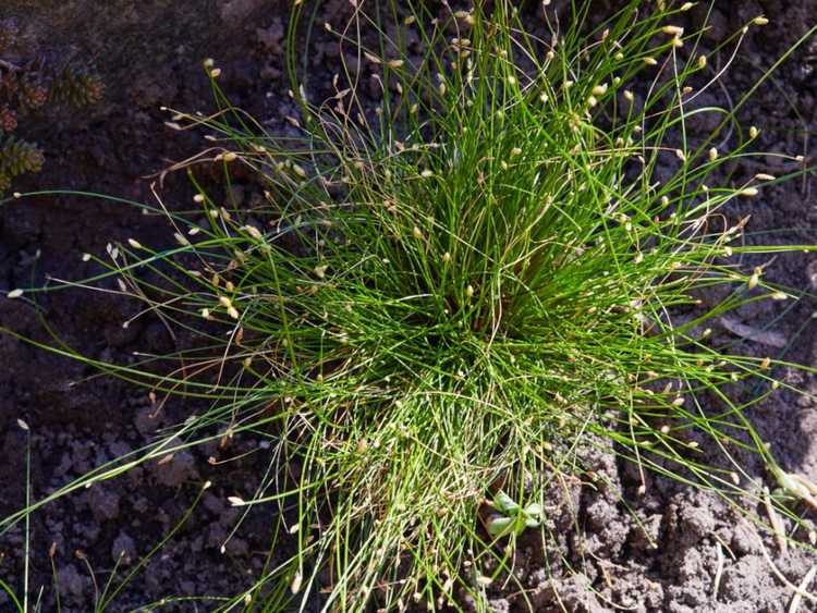 You are currently viewing Qu'est-ce que l'herbe à fibre optique : conseils sur la culture des herbes à fibre optique