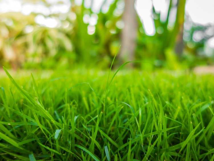 Lire la suite à propos de l’article Espèces de gazon durables pour une pelouse plus verte