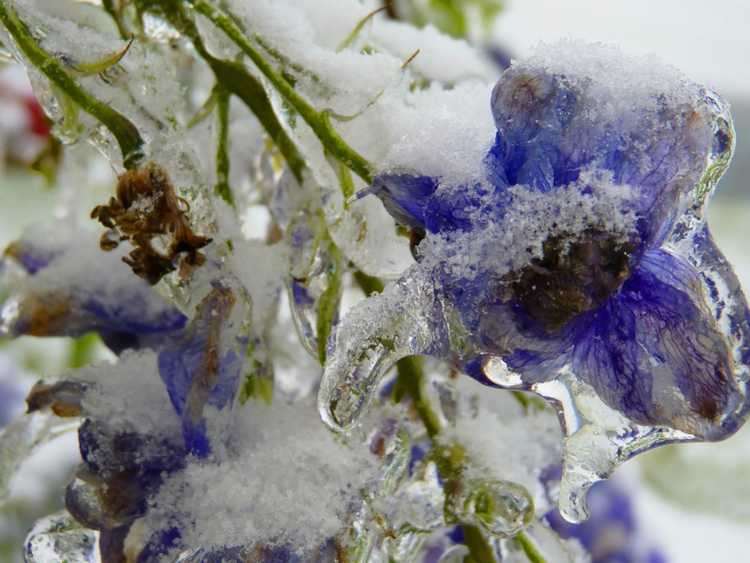 You are currently viewing Soins d'hiver du Delphinium : préparer les plantes de Delphinium pour l'hiver