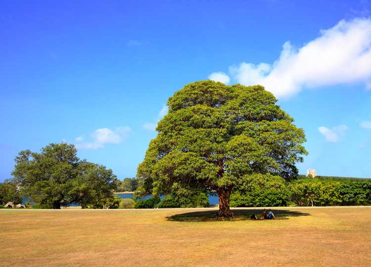 You are currently viewing Microclimats et arbres – Comment les arbres affectent-ils les microclimats