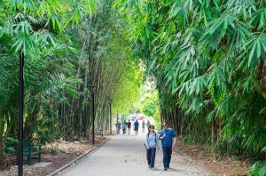 Lire la suite à propos de l’article Activités du jardin botanique : que faire dans un jardin botanique